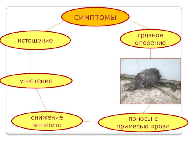 симптомы истощение грязное оперение поносы с примесью крови угнетение снижение аппетита