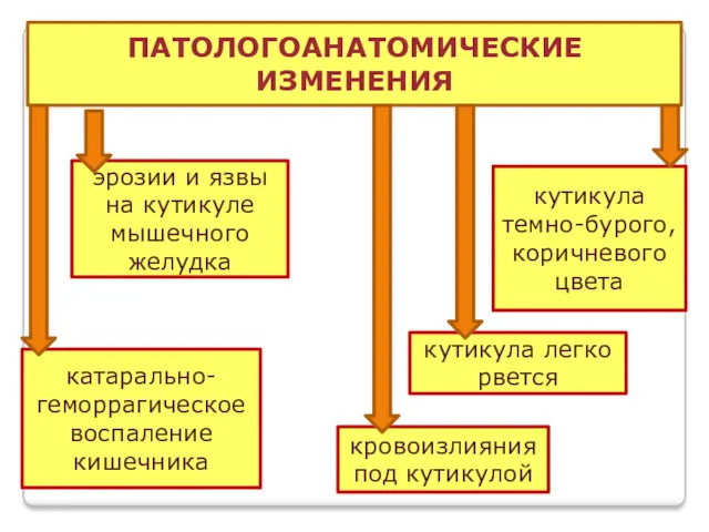 ПАТОЛОГОАНАТОМИЧЕСКИЕ ИЗМЕНЕНИЯ эрозии и язвы на кутикуле мышечного желудка кутикула