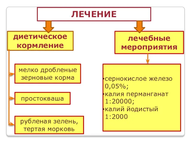 ЛЕЧЕНИЕ мелко дробленые зерновые корма рубленая зелень, тертая морковь простокваша