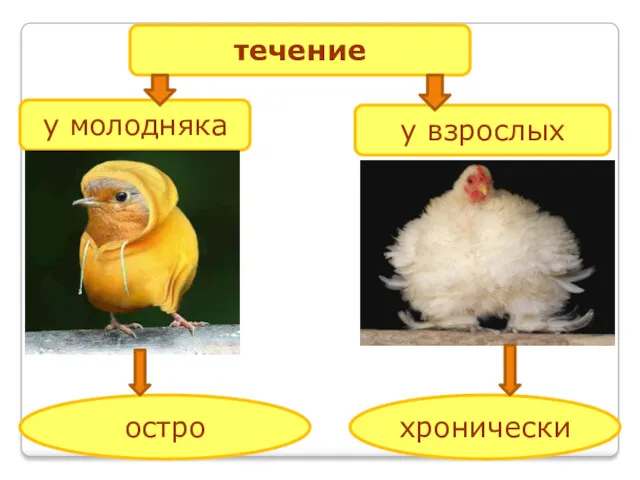 течение у молодняка у взрослых остро хронически