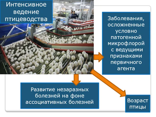 Развитие незаразных болезней на фоне ассоциативных болезней Заболевания, осложненные условно