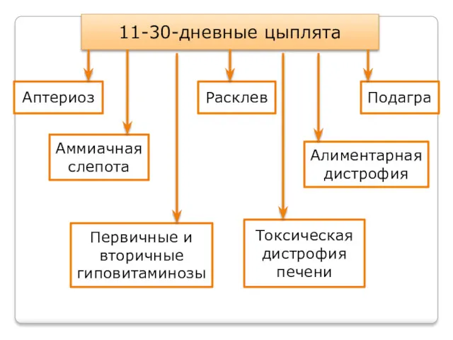 11-30-дневные цыплята Первичные и вторичные гиповитаминозы Аптериоз Расклев Аммиачная слепота Токсическая дистрофия печени Алиментарная дистрофия Подагра