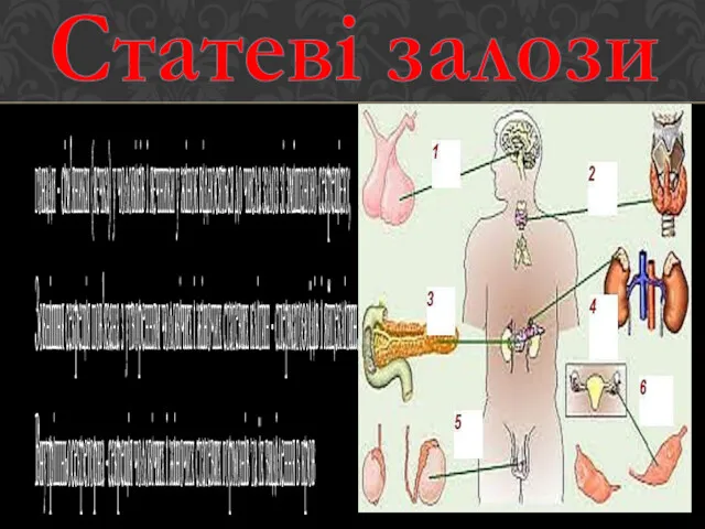 гонади - сім'яники (яєчка) у чоловіків і яєчники у жінок