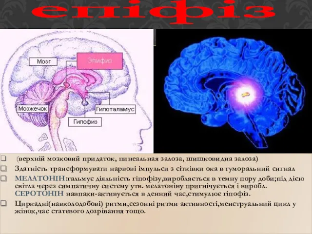 (верхній мозковий придаток, пинеальная залоза, шишковидна залоза) Здатність трансформувати нарвові