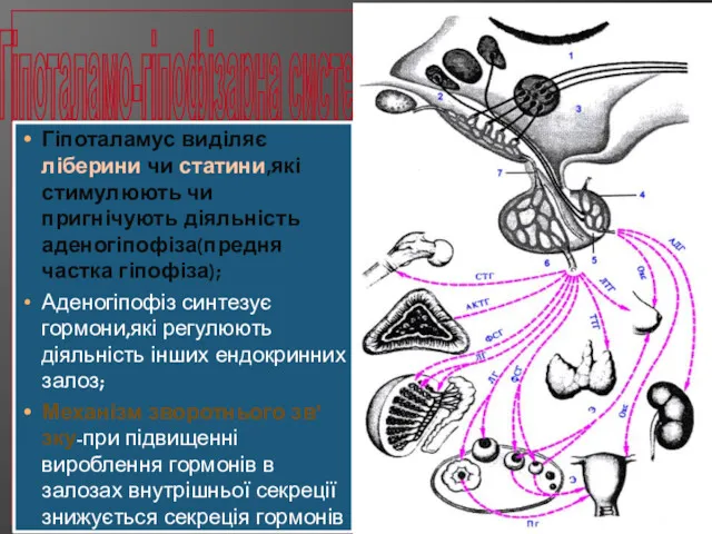 Гіпоталамо-гіпофізарна система Гіпоталамус виділяє ліберини чи статини,які стимулюють чи пригнічують