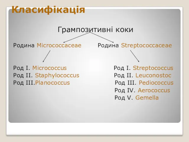 Класифікація Грампозитивні коки Родина Micrococcaceae Родина Streptococcaceae Род I. Micrococcus