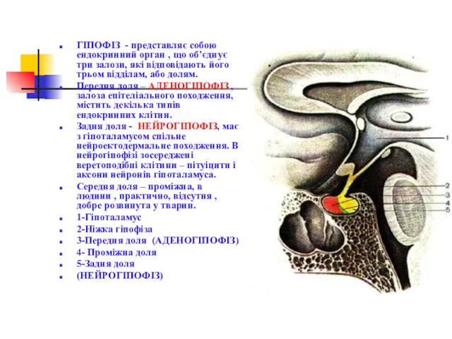 ГІПОФІЗ - представляє собою ендокринний орган , що об’єднує три залози, які відповідають