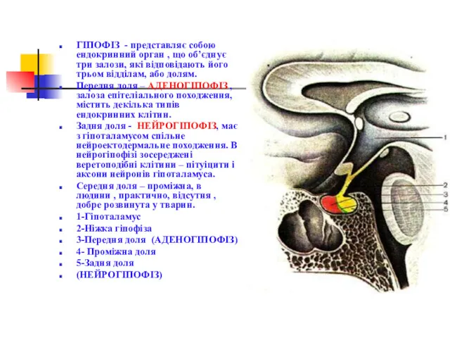 ГІПОФІЗ - представляє собою ендокринний орган , що об’єднує три