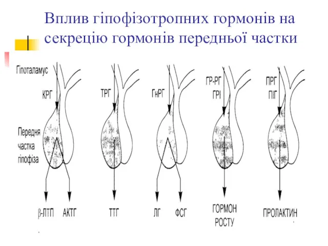 Вплив гіпофізотропних гормонів на секрецію гормонів передньої частки