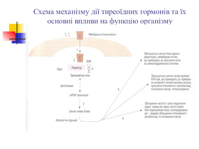 Схема механізму дії тиреоїдних гормонів та їх основні впливи на функцію організму