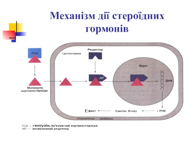 Механізм дії стероїдних гормонів