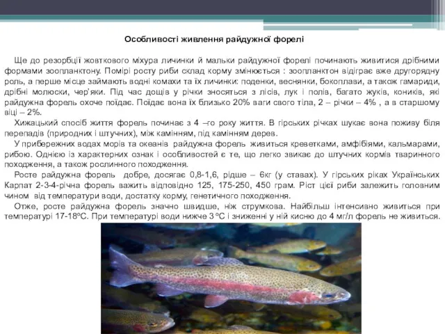 Особливості живлення райдужної форелі Ще до резорбції жовткового міхура личинки