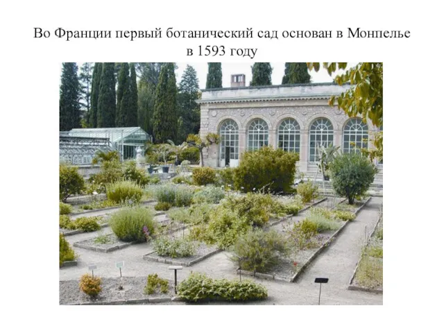 Во Франции первый ботанический сад основан в Монпелье в 1593 году