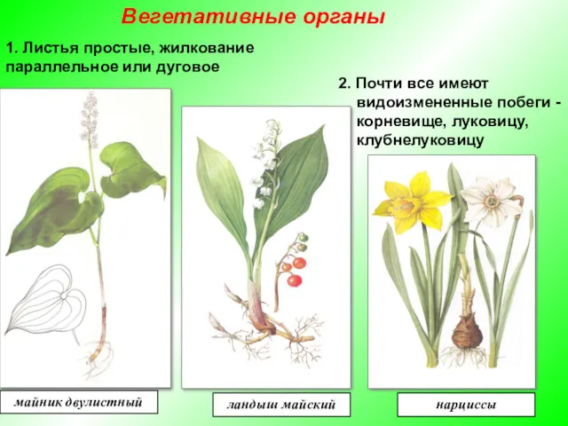 1. Листья простые, жилкование параллельное или дуговое 2. Почти все