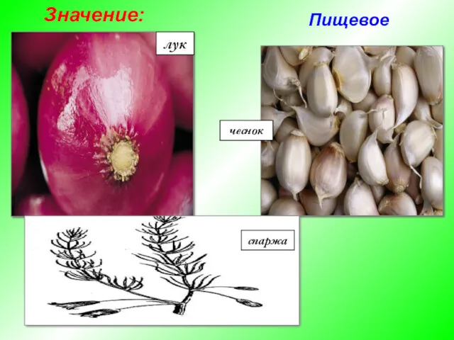 лук спаржа чеснок Значение: Пищевое