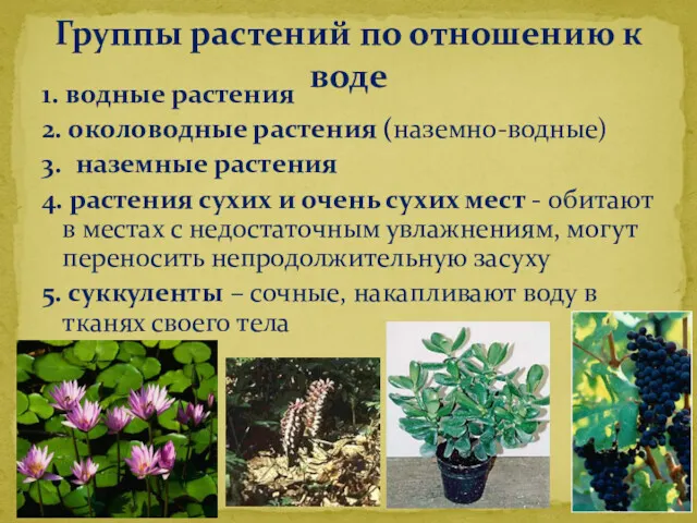 1. водные растения 2. околоводные растения (наземно-водные) 3. наземные растения