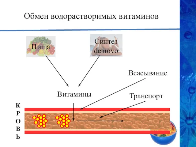 Обмен водорастворимых витаминов Витамины К Р О В Ь Всасывание Транспорт