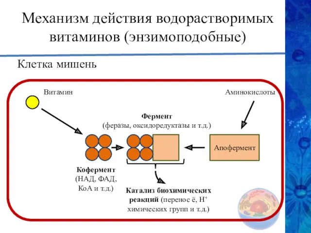 Механизм действия водорастворимых витаминов (энзимоподобные) Клетка мишень Витамин Кофермент (НАД,