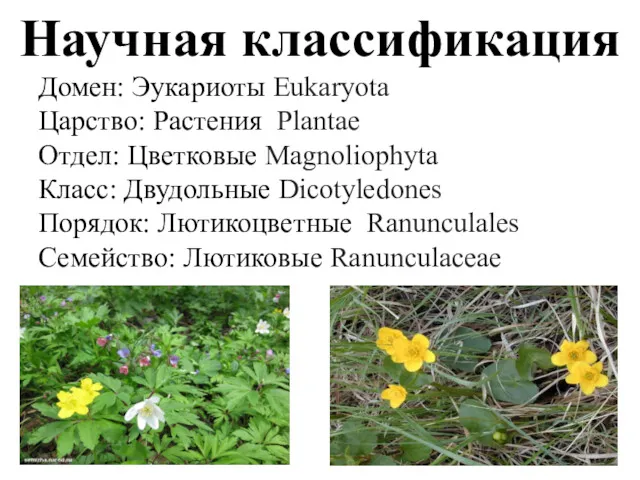 Научная классификация Домен: Эукариоты Eukaryota Царство: Растения Plantae Отдел: Цветковые