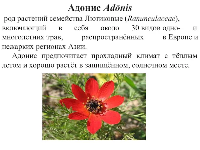 Адонис Adōnis род растений семейства Лютиковые (Ranunculaceae), включающий в себя