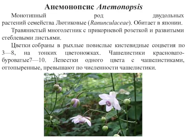 Анемонопсис Anemonopsis Монотипный род двудольных растений семейства Лютиковые (Ranunculaceae). Обитает