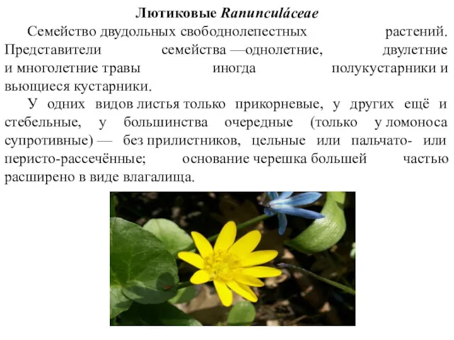 Лютиковые Ranunculáceae Семейство двудольных свободнолепестных растений. Представители семейства —однолетние, двулетние