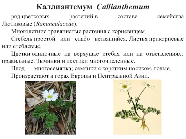 Каллиантемум Callianthemum род цветковых растений в составе семейства Лютиковые (Ranunculaceae).