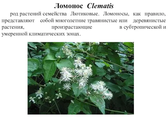 Ломонос Clеmatis род растений семейства Лютиковые. Ломоносы, как правило, представляют