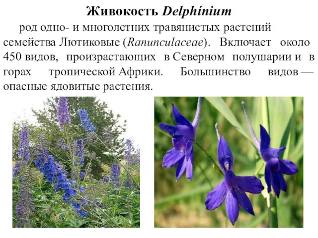 Живокость Delphínium род одно- и многолетних травянистых растений семейства Лютиковые