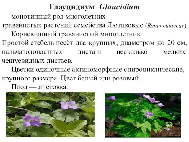 Глауцидиум Glaucídium монотипный род многолетних травянистых растений семейства Лютиковые (Ranunculaceae)