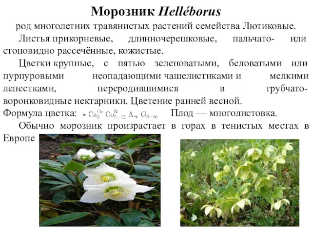 Морозник Helléborus род многолетних травянистых растений семейства Лютиковые. Листья прикорневые,