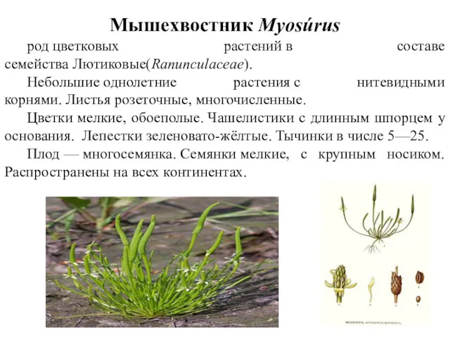 Мышехвостник Myosúrus род цветковых растений в составе семейства Лютиковые(Ranunculaceae). Небольшие