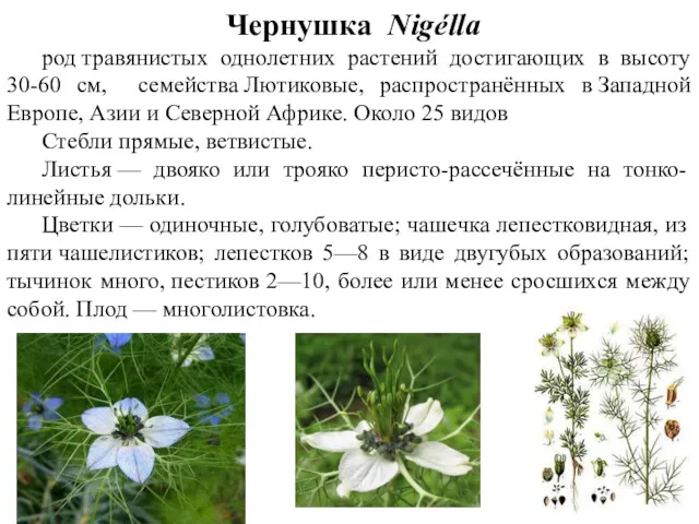 Чернушка Nigélla род травянистых однолетних растений достигающих в высоту 30-60