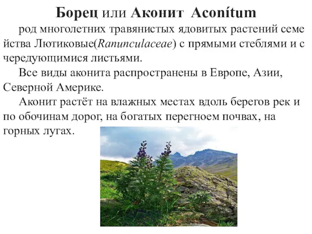 Борец или Аконит Acоnítum род многолетних травянистых ядовитых растений семейства