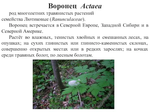 Воронец Actаea род многолетних травянистых растений семейства Лютиковые (Ranunculaceae). Воронец