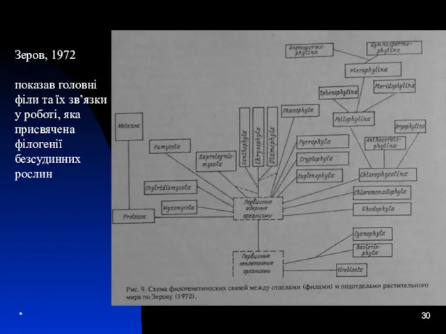 * Зеров, 1972 показав головні філи та їх зв’язки у роботі, яка присвячена філогенії безсудинних рослин