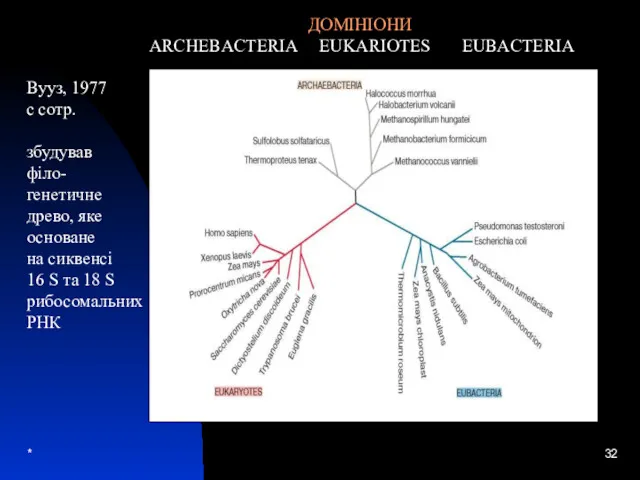 * Вууз, 1977 с сотр. збудував філо- генетичне древо, яке