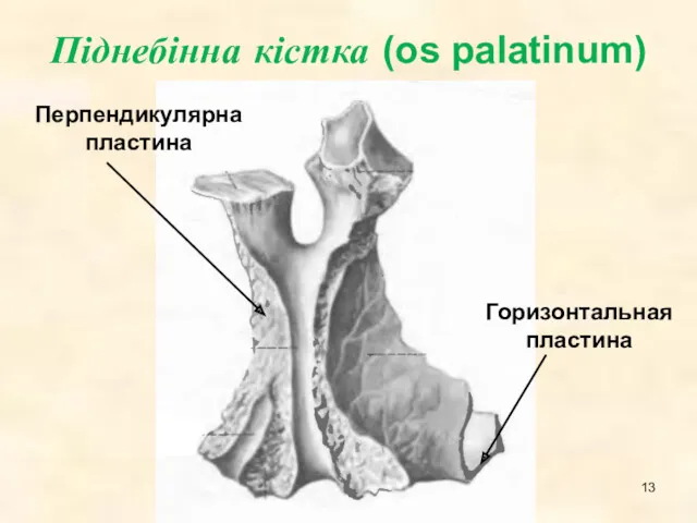 Піднебінна кістка (os palatinum)