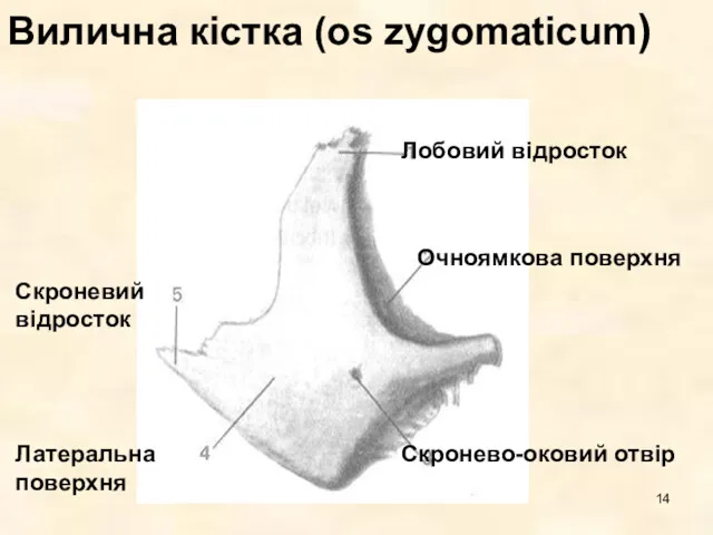 Вилична кістка (os zygomaticum)