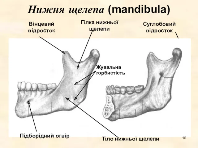 Нижня щелепа (mandibula) Жувальна горбистість
