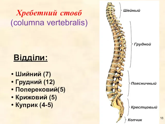 Хребетний стовб (columna vertebralis) Відділи: Шийний (7) Грудний (12) Поперековий(5) Крижовий (5) Куприк (4-5)