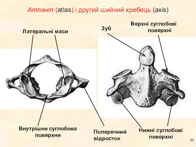 Атлант (atlas) і другий шийний хребець (axis)