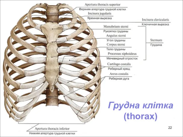 Грудна клітка (thorax)