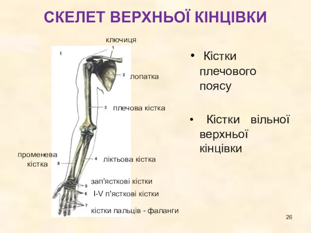 СКЕЛЕТ ВЕРХНЬОЇ КІНЦІВКИ Кістки плечового поясу Кістки вільної верхньої кінцівки