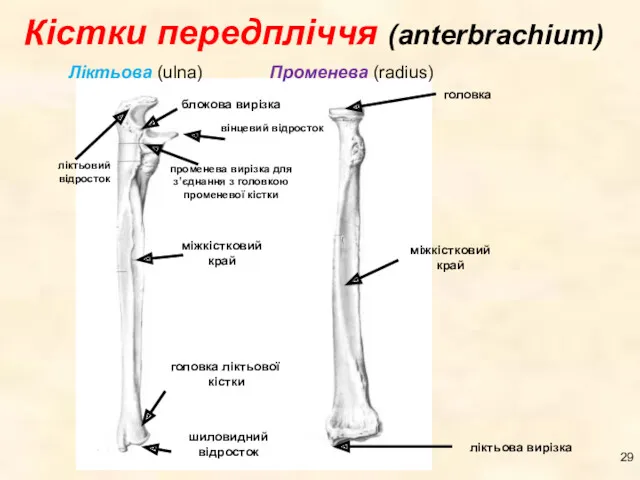 Кістки передпліччя (anterbrachium)