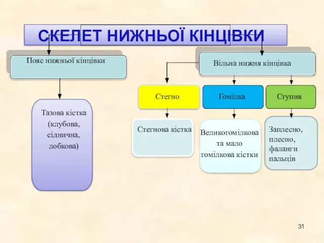 СКЕЛЕТ НИЖНЬОЇ КІНЦІВКИ