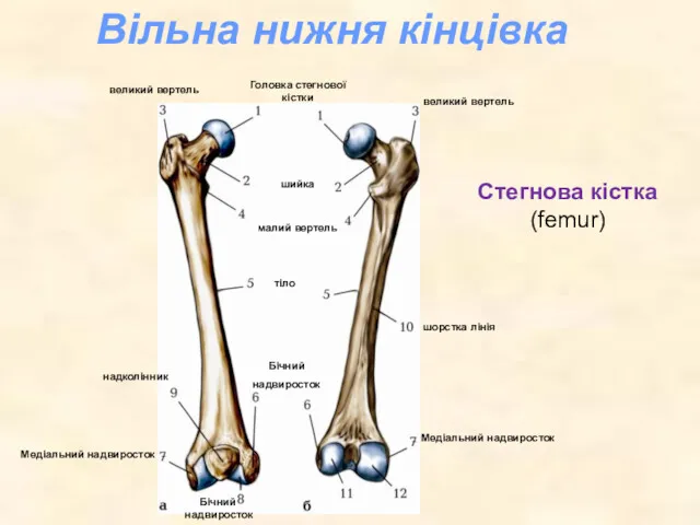 Стегнова кістка (femur) Вільна нижня кінцівка