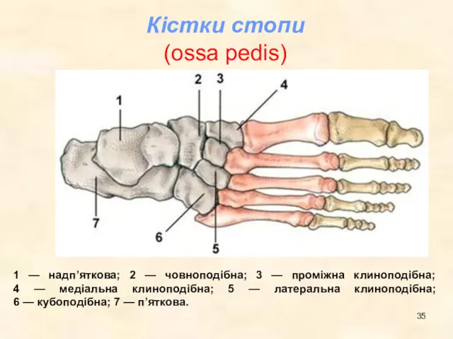 Кістки стопи (ossa pedis) 1 — надп’яткова; 2 — човноподібна;
