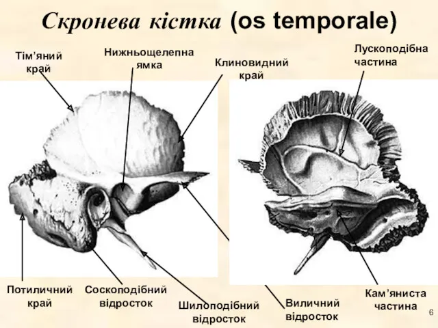Скронева кістка (os temporale) Тім’яний край