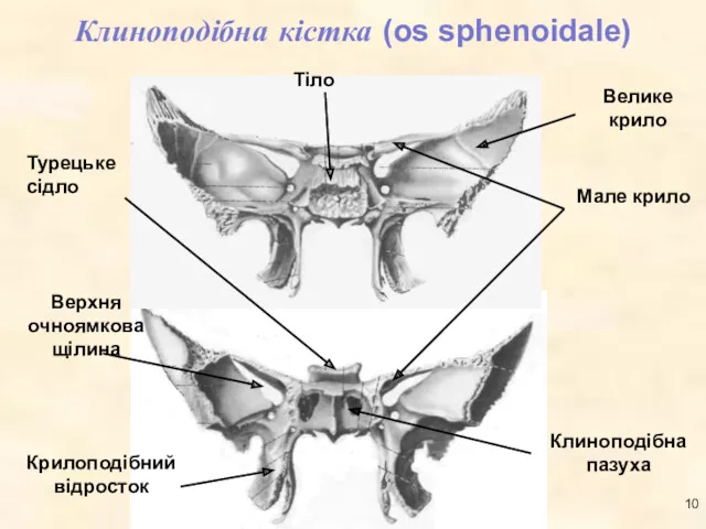 Клиноподібна кістка (os sphenoidale)